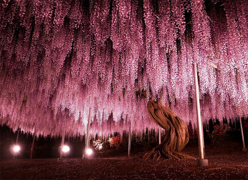 15 Of The Most Beautiful Trees Ever Photographed Cis5m-beautiful-trees-2a