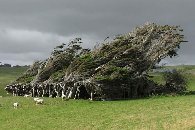 15 Of The Most Beautiful Trees Ever Photographed M5nyd-beautiful-trees-3