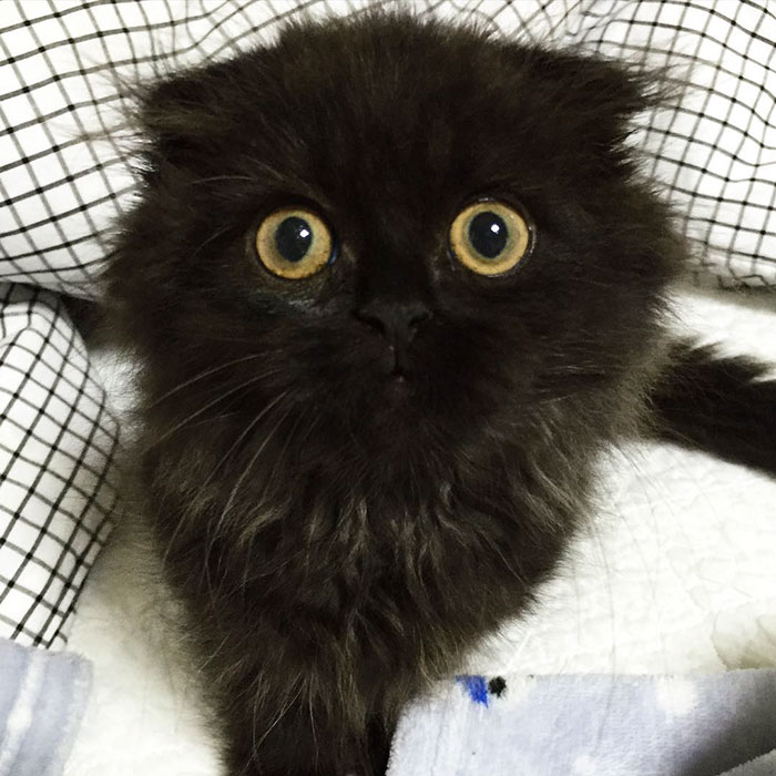 Everyone Is Falling In Love With Gimo, The Cat With The Biggest Eyes Ever!  O9vmy-big-eyes-5