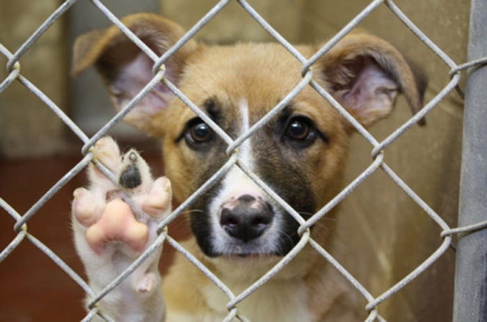 San Francisco Passes Law Enforcing All Pet Shops To Only Sell Rescue Dogs And Cats  3o8qv-rescue-dogs