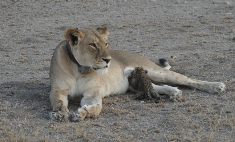 'It's A Once-In-A-lifetime Event': Wild Lioness Spotted Nursing A Baby Leopard  6aacw-lioness-nursing-baby-leopard-1