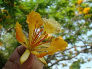 VƯỜN CÂY ĐV II - Page 47 Delonix_regia_flavida