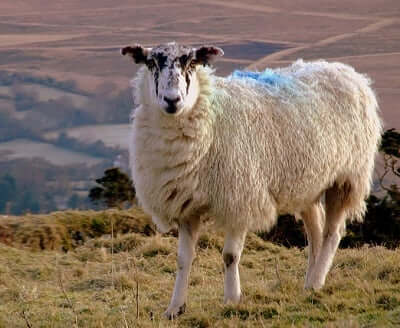 Mysterious event! Sheep make the perfect circle in Sussex UK!Do they worship ? Sheep