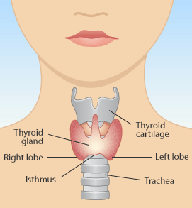 الغدة الدرقية Supermamy-03d9d5e14b