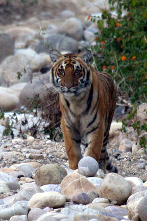 سلالات النمور India-Tiger-0205