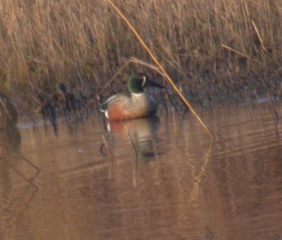 Posible hibrido cerceta aliazul x pato cuchara 20050310084958