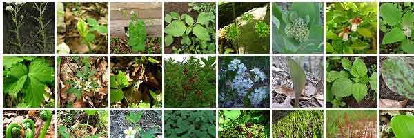 10 plantes sauvages pour l'autonomie alimentaire Plantes-comestibles-600x200