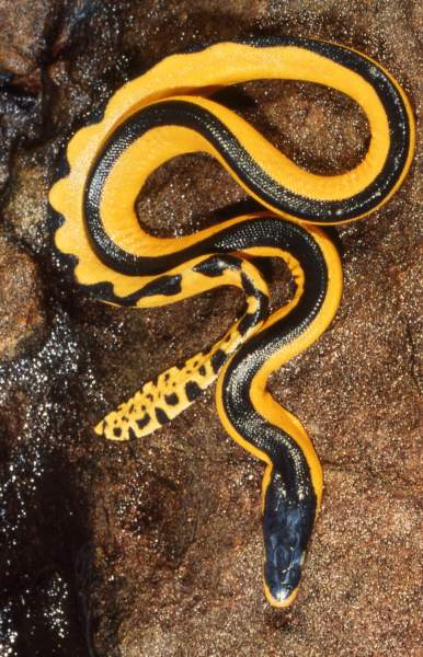 تربية الافاعي 07-15_yellow-bellied%20sea%20snake%20by%20Hal%20Cogger