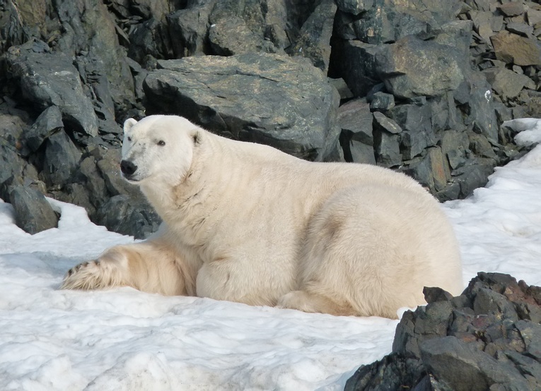 Une souhait... une photo - Page 4 2012-11-Ours-polaire-ile-Charles-XII-Nord-Svalbard