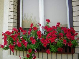 Ukrasno bilje za balkone, dvorista, terase T_prozor_2005