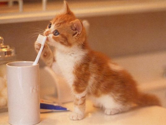 صور حيوانات اليفة (قطط) Toothbrush