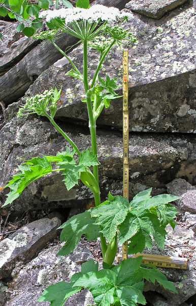 Planches Annotées et Illustrées des Plantes Toxiques. 2hesp5