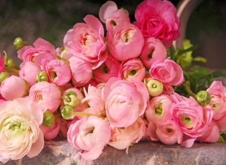 pink flowers - Page 7 Pink-ranunculus-flowers