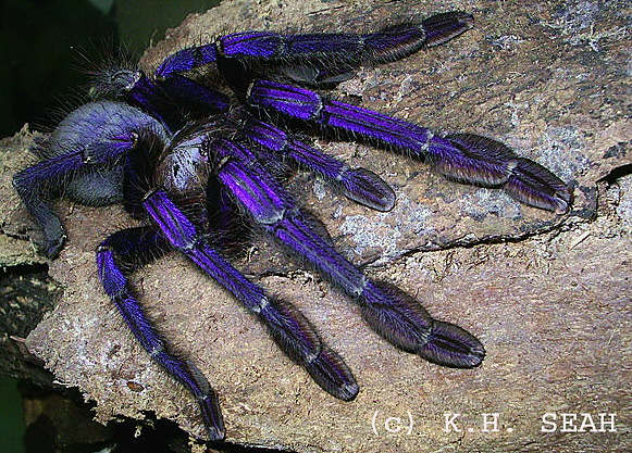 pterinochilus murinus rcf Singablu