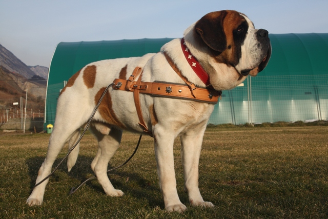 Le Saint Bernard à l'attelage Harnais%20019