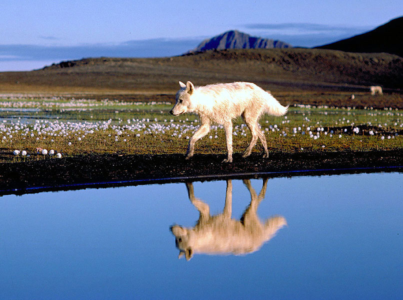 Your Wolf Pics - Page 6 07-arctic-wolf