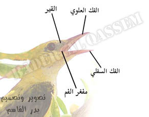 شرح الأجزاء الموجودة في الطيور 14315.imgcache