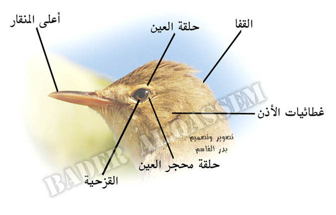 شرح الأجزاء الموجودة في الطيور 14316.imgcache