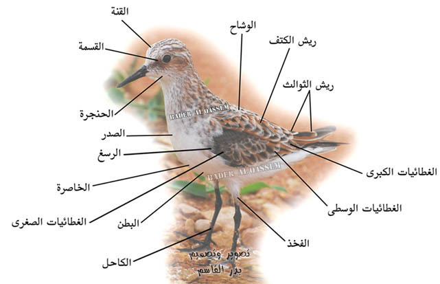 شرح الأجزاء الموجودة في الطيور 14317.imgcache