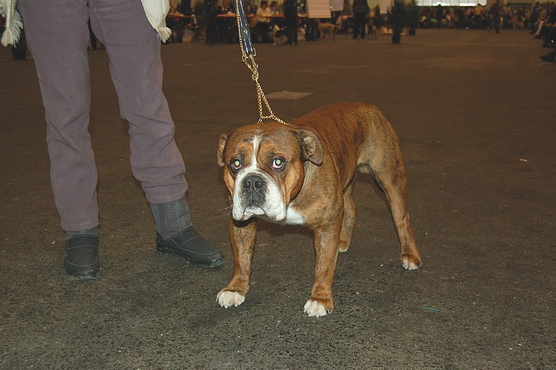 Continental Bulldog Expofriulan