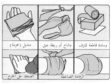 جهاز الدوران 34