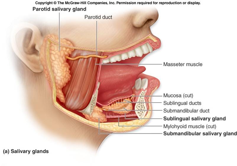 فيزيولوجيا الجهاز الماضغ Mastication Physiology  1800