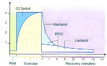 Progressions for Hypertrophy and Fat Loss by Chad Waterbury Image011