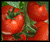 المرادفات 3 Tomato