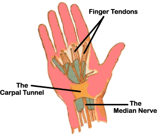 امراض تعصب اليدين والرجلين Reducedhand1