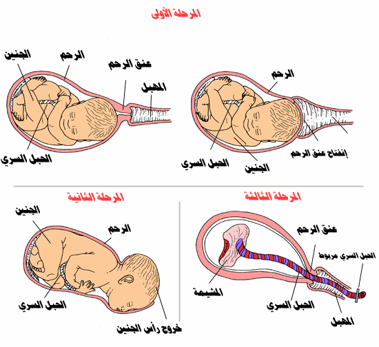 مراحل الحمل شهر شهر بالصور Stages2