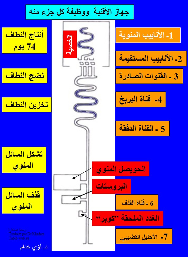 اسئلة القراء حول السائل المنوي Canaux__comm_arab