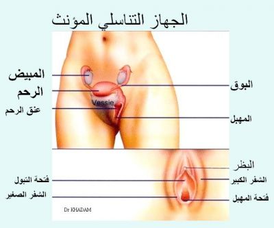 المهبل Normal_ANAT_FEM_JPEG