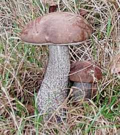 La saison à débuté pour les morilles dans notre région. Rude1