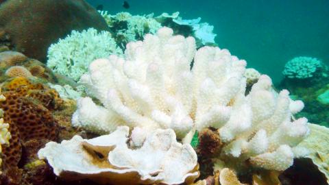 Kenting coral bleaching worst in 18 years P02-160729-1