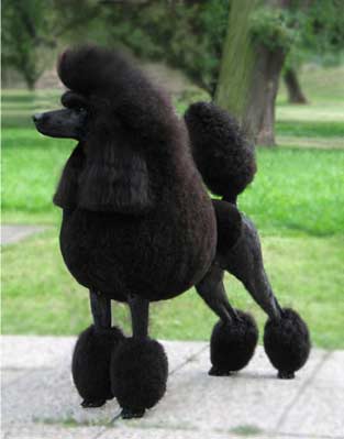   Poodle