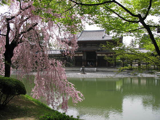 Reyna Sabaku's home Byodo-in_phoenix_hall_sakura