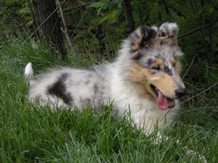 Rickie's dogs 12wk_old_Blue_Merle_Female_Collie_Puppy