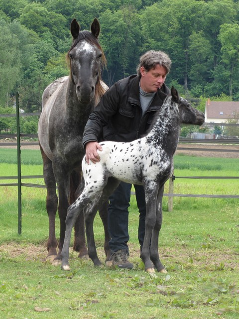 Chinook Talisman, pouliche black leopard Chinook_2012-05_07