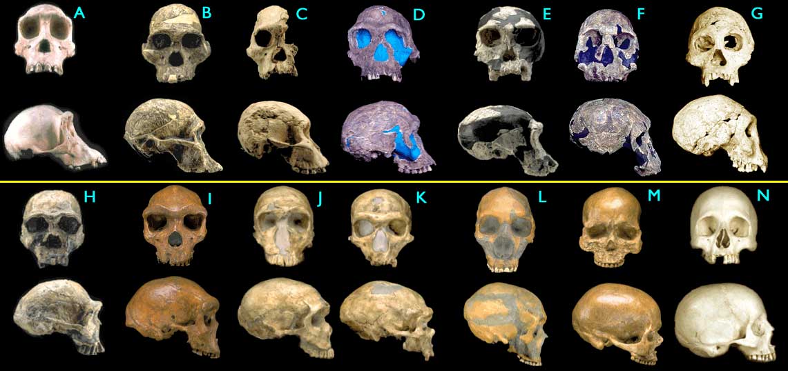 can someone explain this to me? - Page 2 Hominids2_big