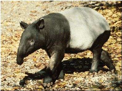 سبحان الله Tapir