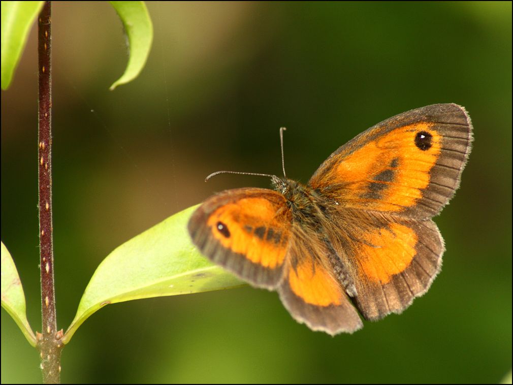 *** LAS MARIPOSAS DEL RINCON DE ENERI *** - Página 5 Pap08