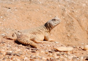 ضب (ؤبز) Uromastyx-dispar_Tiris_2-300x210