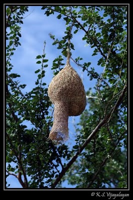 கடவுள் என்றால் என்ன? – 1 Baya-weaver-nest-1