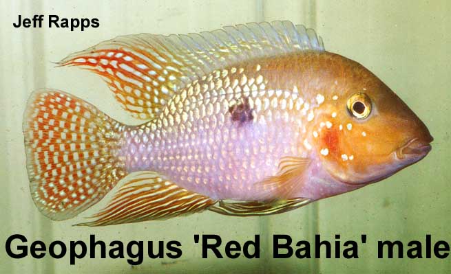 Geophagus sp red bahia Bahia.male