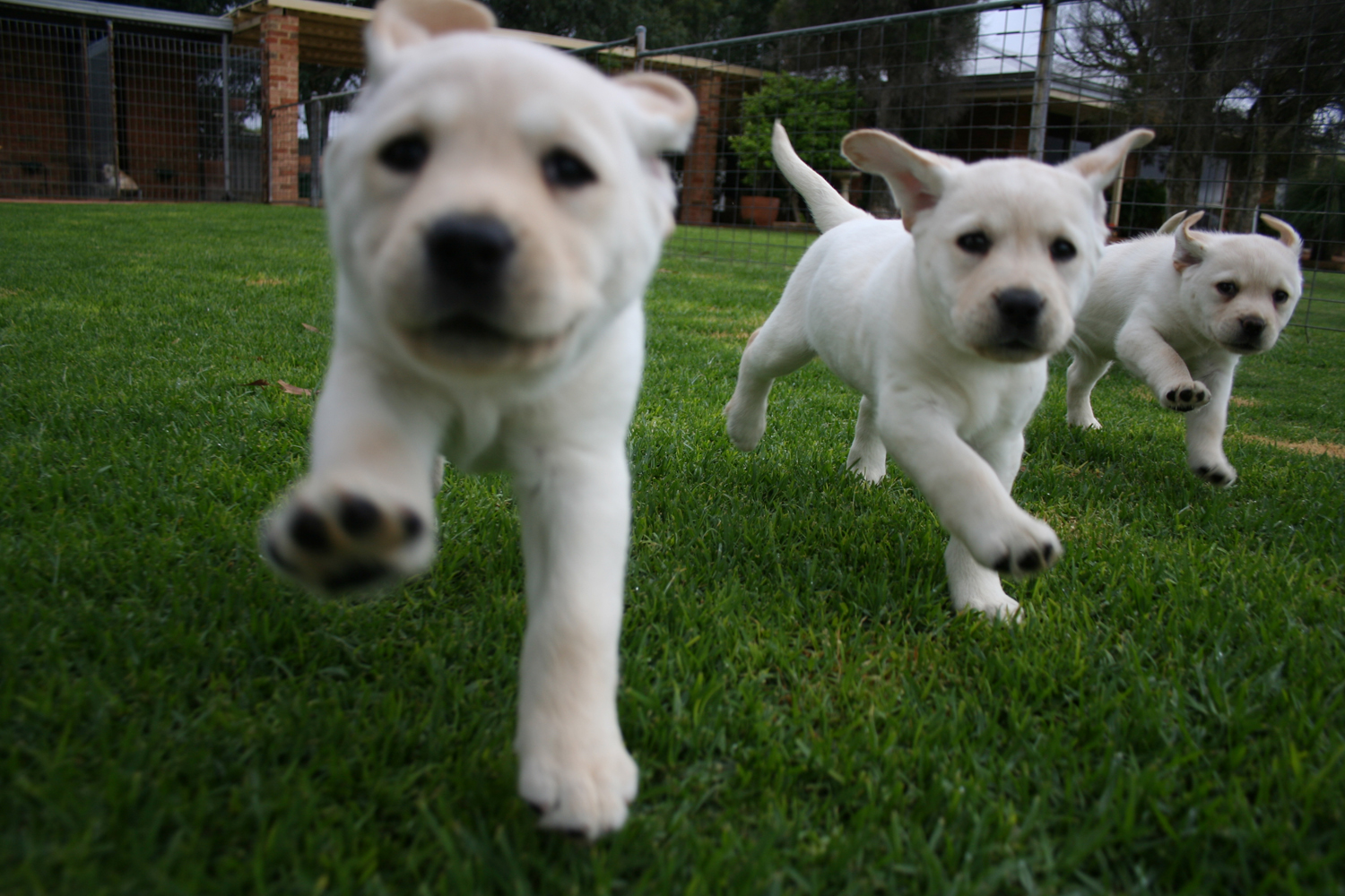 Paws Three_pups_run