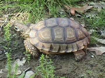 Listado de alguna tortugas terrestres. Chelonoidis%20chilensisdonosobarrosi