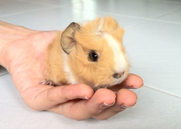 navika - Page 2 1300520124_178879532_2-selling-3-baby-guinea-pigs-Guinea-pigs-for-sale-Animals