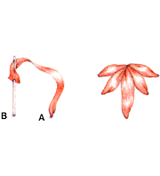 تطريز  بستان T00017_01