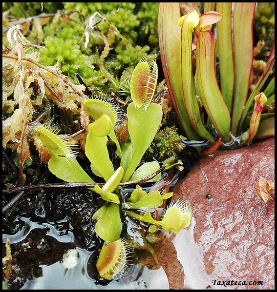 Dionaea muscipula Dionaea_muscipula