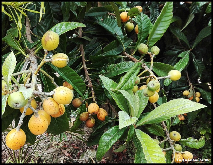 Eriobotrya japonica Eriobotrya_japonica